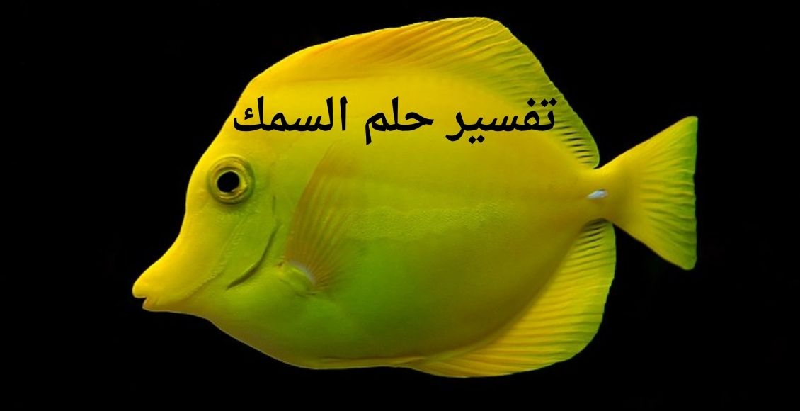 صورة بها سمكة صفراء وخلفية سوداء مكتوب عليها تفسير حلم السمك Fish dream interpretation