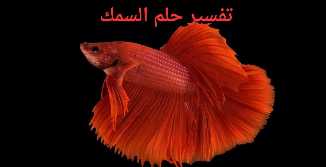 صورة سمكة حمراء وخلفية سوداء مكتوب عليها تفسير حلم السمك
